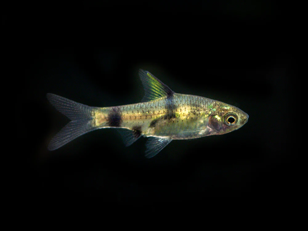 Golden Dwarf Barb (Pethia gelius), Tank-Bred!!! - Nestor' Aquariums & Pets