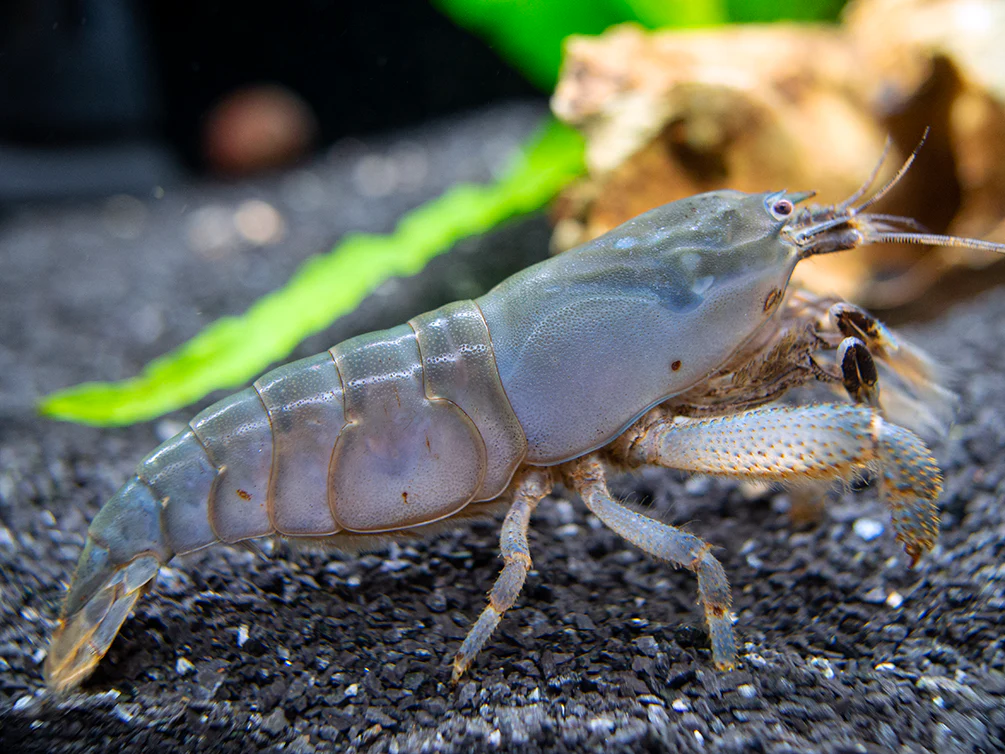 Vampire AKA Viper Shrimp (Atya gabonensis) - Nestor' Aquariums & Pets