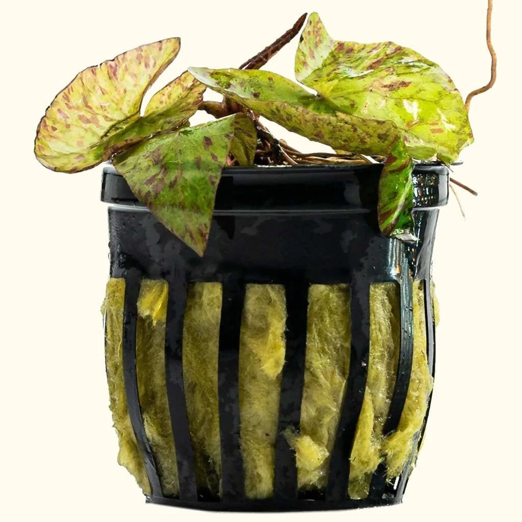 Tiger Lotus Bulb - Nestor' Aquariums & Pets