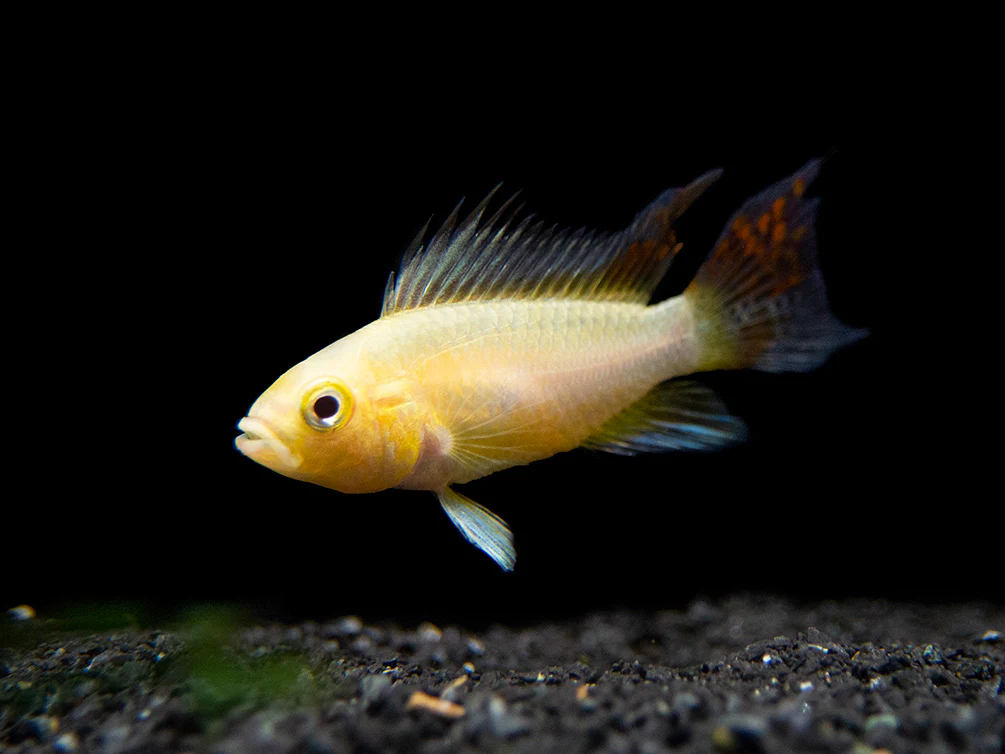 Platinum Double Red Cockatoo Dwarf Cichlid (Apistogramma cacatuoides) - TANK-BRED!!! - Nestor' Aquariums & Pets