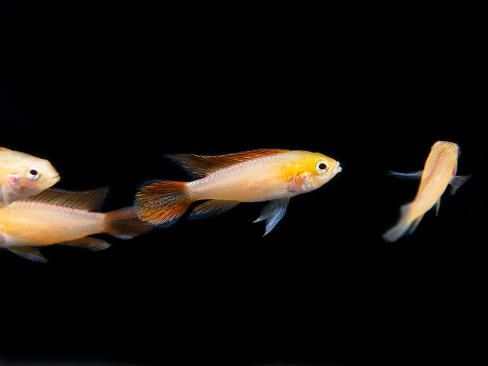 Fire Red Agassizi's Dwarf Cichlid (Apistogramma cf. agassizii) - TANK-BRED!!! - Nestor' Aquariums & Pets