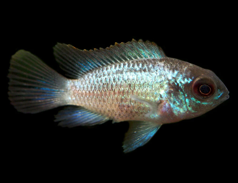 Electric Blue Acara Cichlid (Andinoacara pulcher hybrid), Tank-Bred! - Nestor' Aquariums & Pets