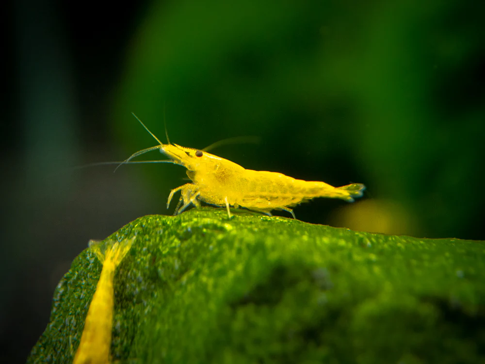 Golden Back Yellow Shrimp Breeder Combo Box - Nestor' Aquariums & Pets