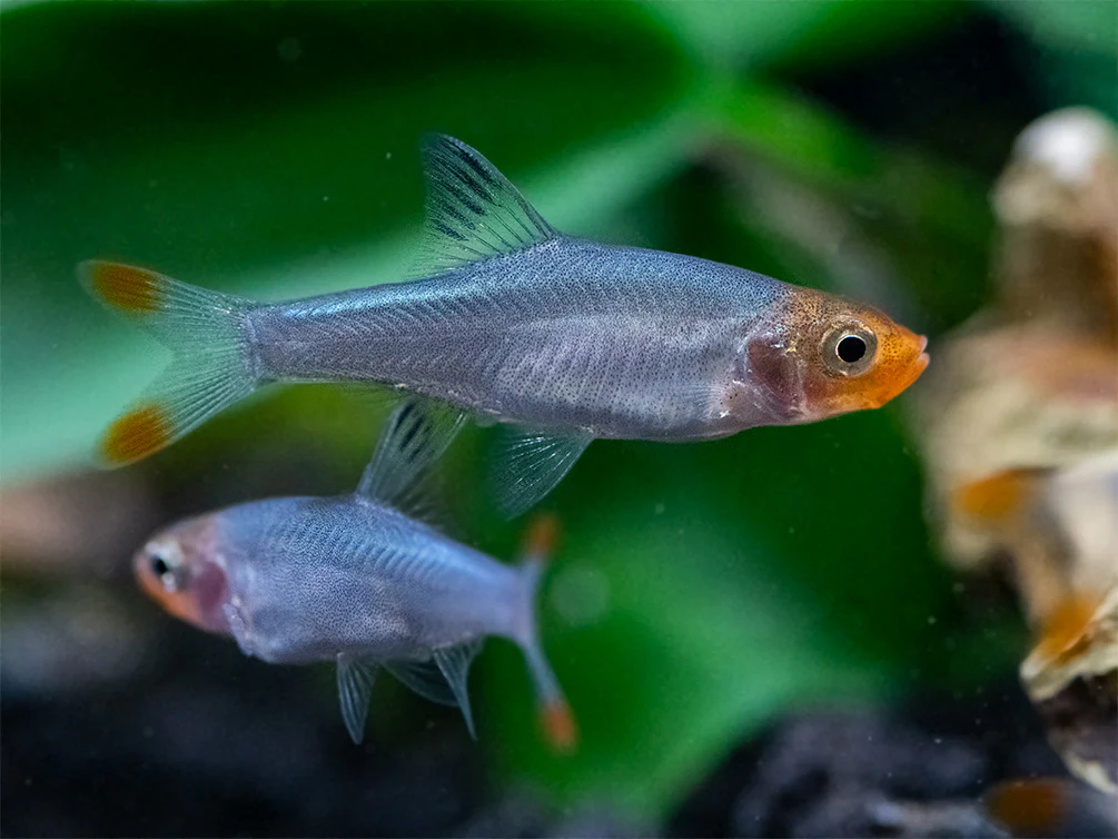 Barbs - Nestor' Aquariums & Pets