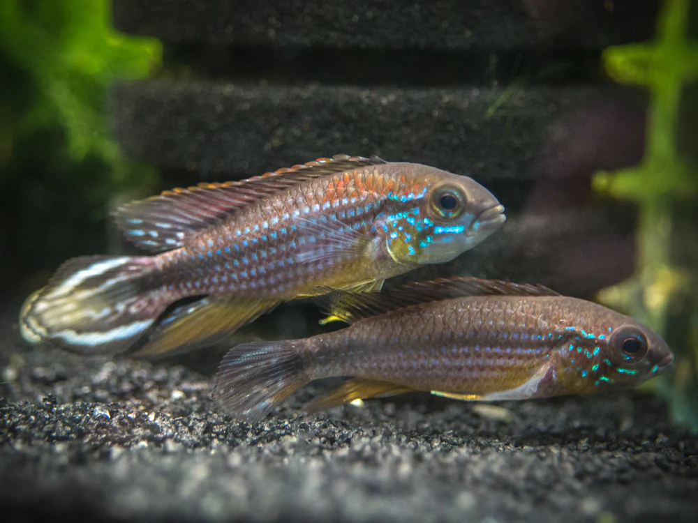 Tefe Agassizi's Dwarf Cichlid (Apistogramma cf. agassizii 