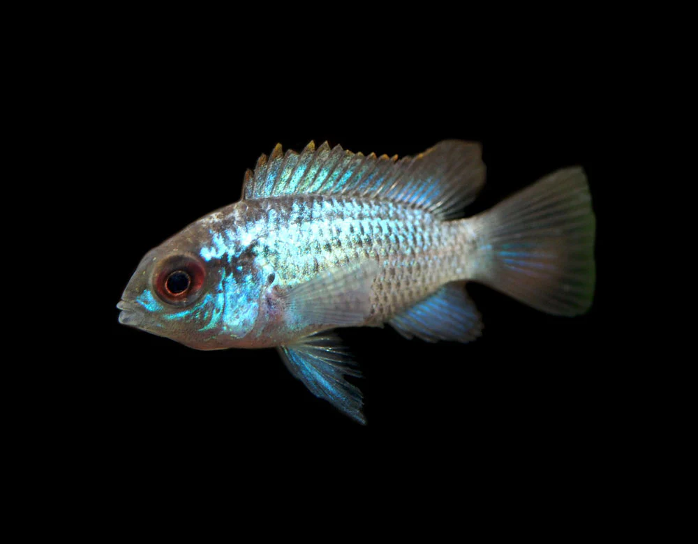 Electric Blue Acara Cichlid (Andinoacara pulcher hybrid), Tank-Bred! - Nestor' Aquariums & Pets