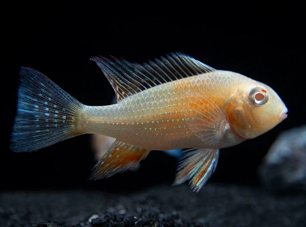 Albino Threadfin Acara Cichlid (Acarichthys heckelii), Tank-Bred! - Nestor' Aquariums & Pets