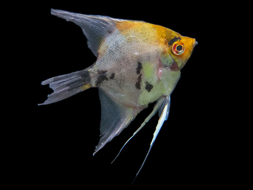 Koi Angelfish (Pterophyllum scalare) - Tank-Bred! - Nestor' Aquariums & Pets
