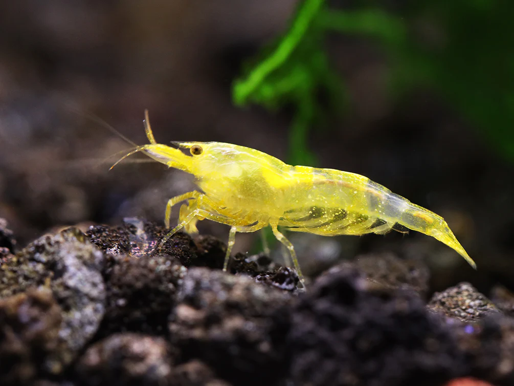 Yellow Cherry Shrimp (Neocaridina davidi) - Bred by Aquatic Arts - Nestor' Aquariums & Pets