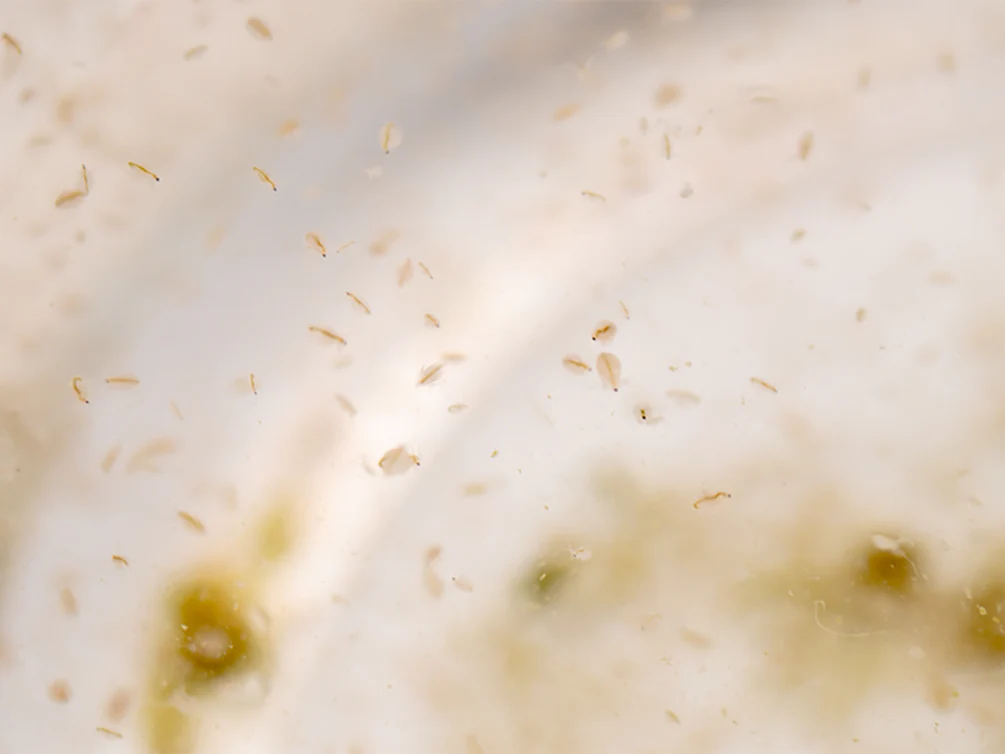 Live Moina Macrocopa (Water Flea) Culture - Aquatic Arts - Nestor' Aquariums & Pets