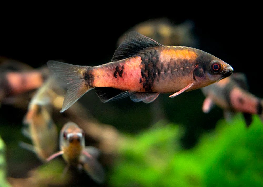 Red Panda AKA Melon Barb (Haludaria fasciata) - Nestor' Aquariums & Pets