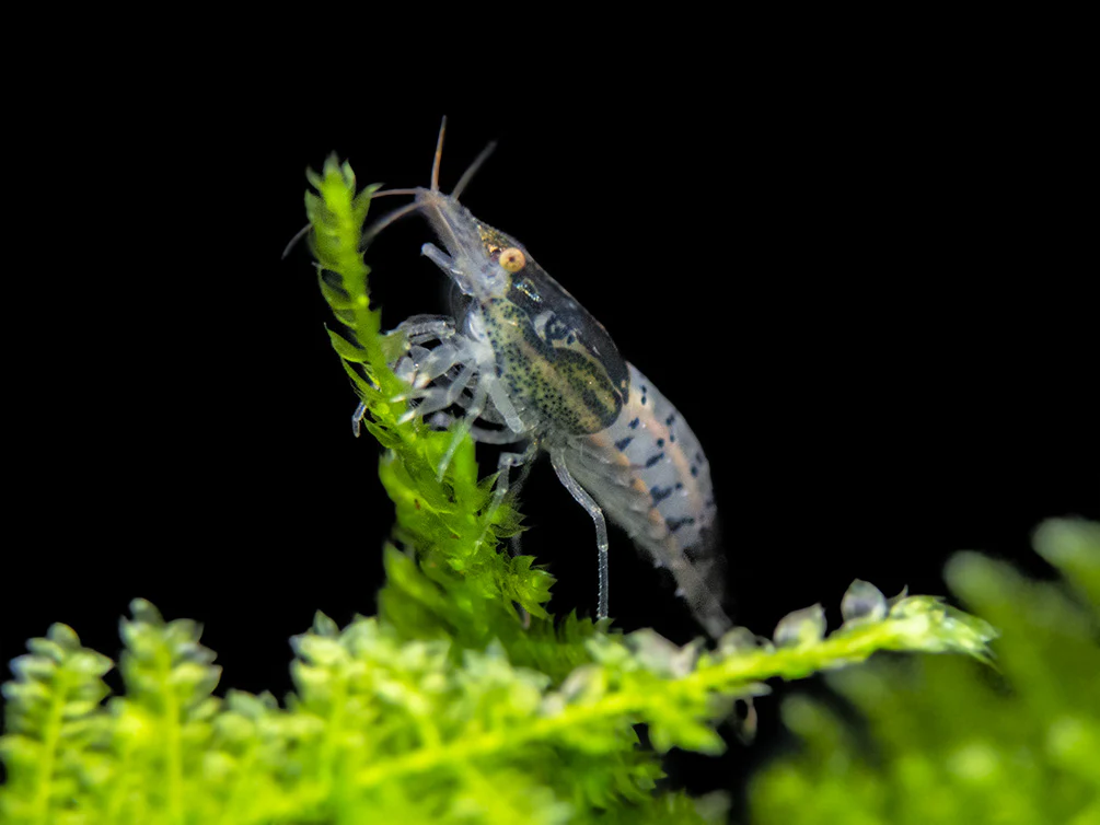 Carbon Rili Shrimp Breeder Combo Box - Nestor' Aquariums & Pets