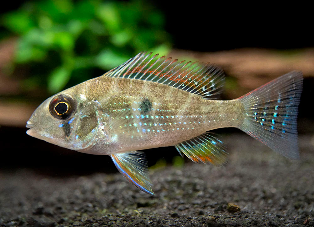 Threadfin Acara Cichlid (Acarichthys heckelii), Tank-Bred - Nestor' Aquariums & Pets