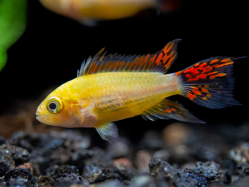 Platinum Double Red Cockatoo Dwarf Cichlid (Apistogramma cacatuoides) - TANK-BRED!!! - Nestor' Aquariums & Pets