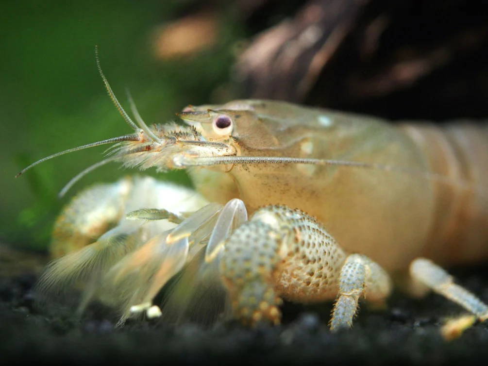 Vampire AKA Viper Shrimp (Atya gabonensis) - Nestor' Aquariums & Pets