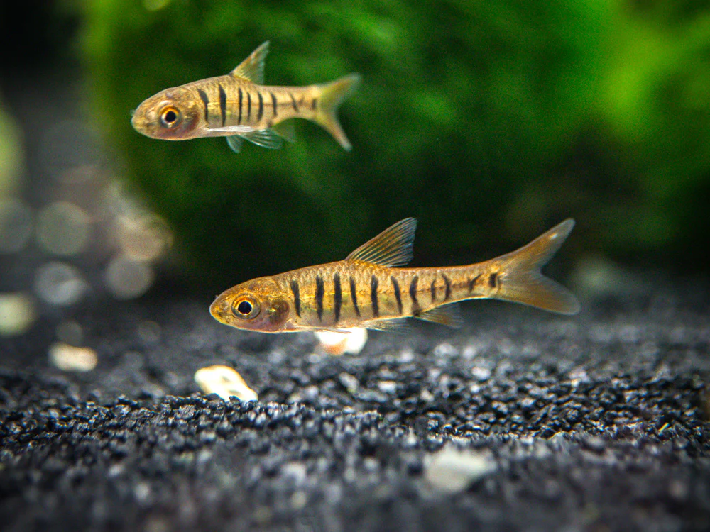 African Banded Barb (Barbus fasciolatus) - Tank-Bred - Nestor' Aquariums & Pets