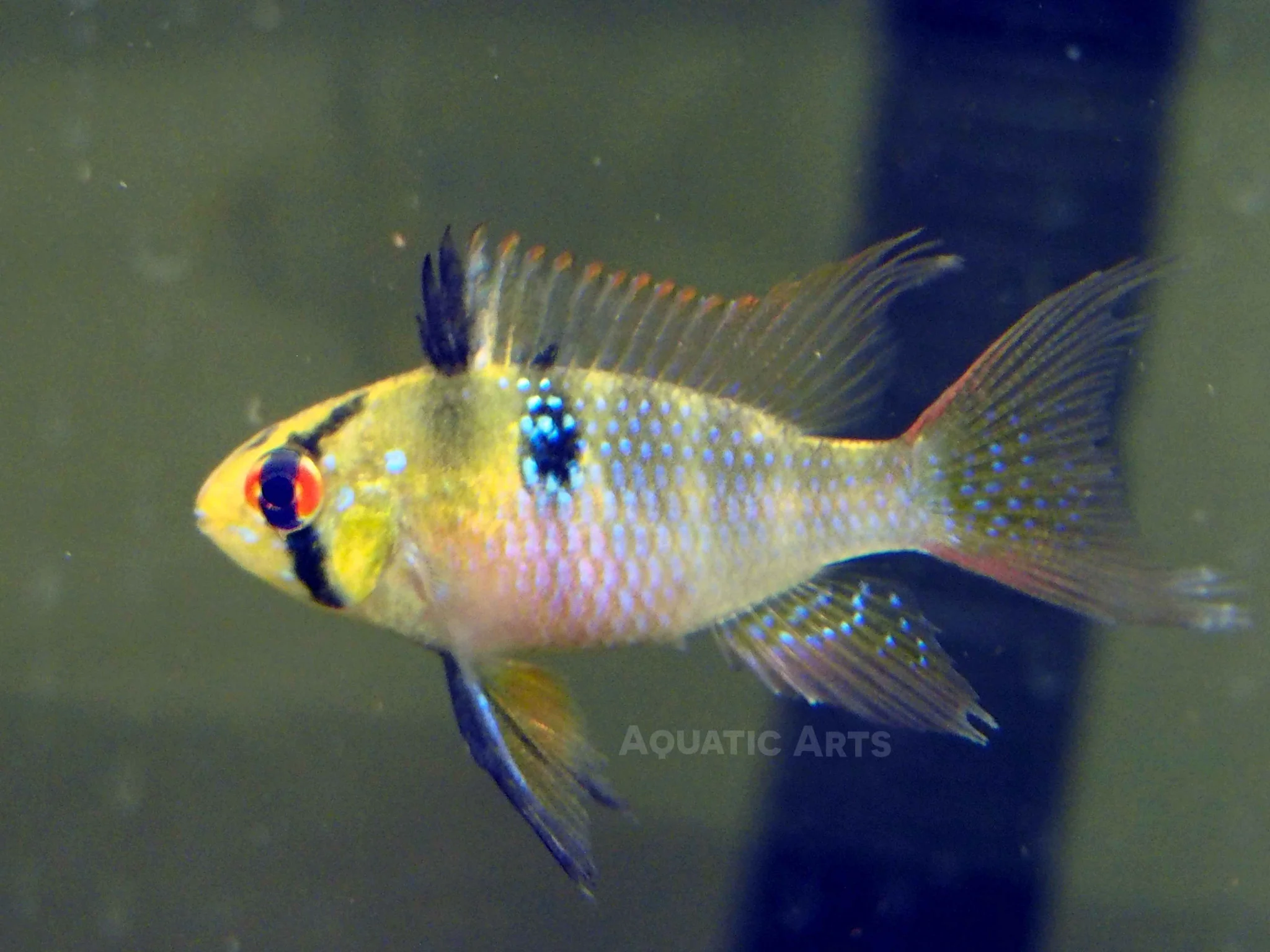 German Blue Ram Dwarf Cichlid (Mikrogeophagus ramirezi) - Tank-Bred! - Nestor' Aquariums & Pets