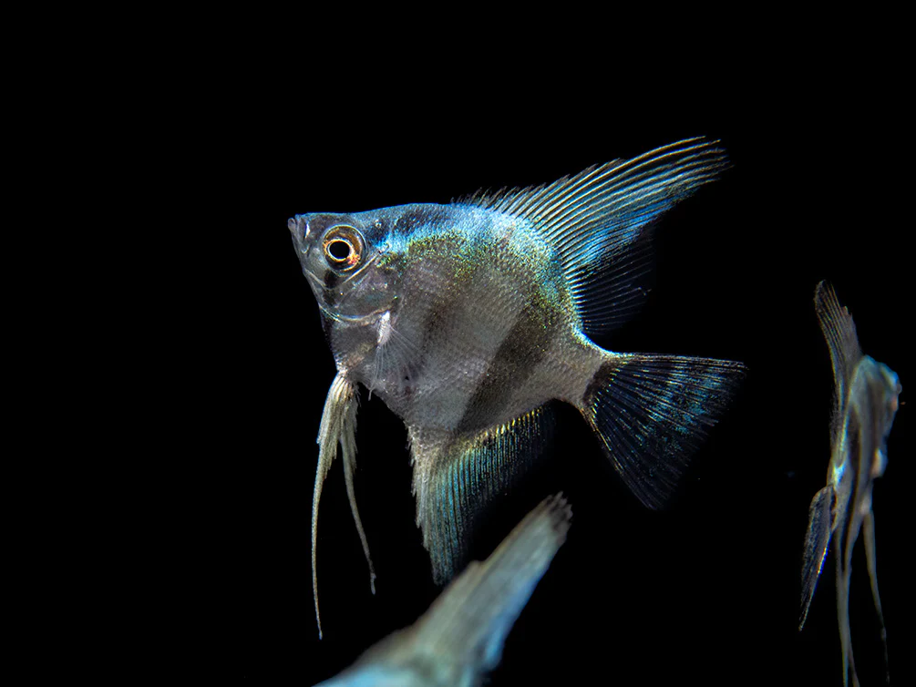 Blue Diamond Angelfish (Pterophyllum scalare) - Tank-Bred! - Nestor' Aquariums & Pets