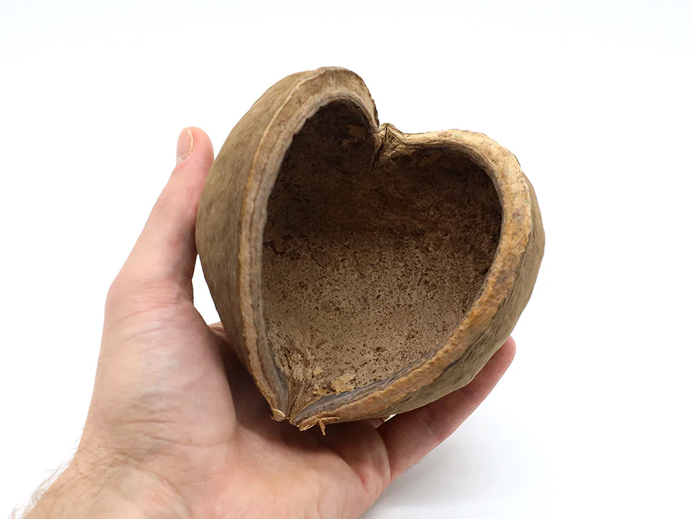 Aquatic Arts Buddha / Nut Pods — Dried Botanicals - Nestor' Aquariums & Pets