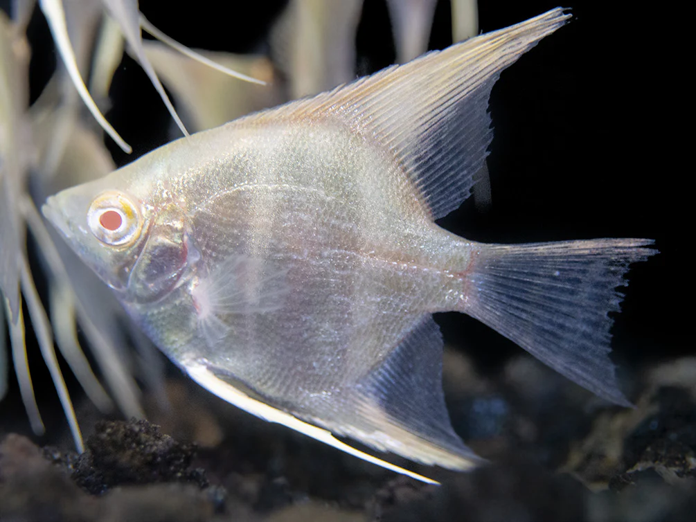 Albino Peruvian Altum Angelfish (Pterophyllum scalare 