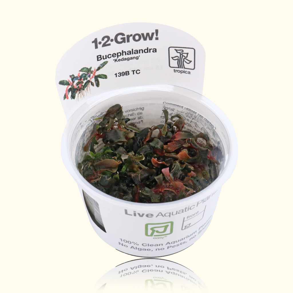 Bucephalandra Kedagang Tissue Culture - Nestor' Aquariums & Pets