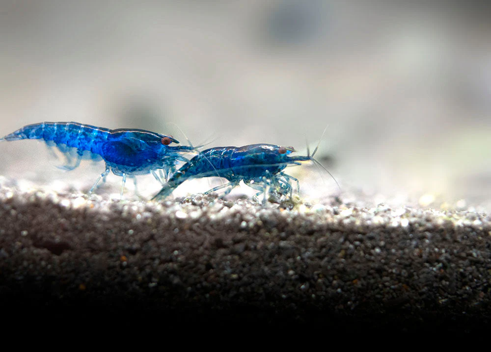 Dream Blue Velvet Shrimp Breeder Combo Box - Nestor' Aquariums & Pets
