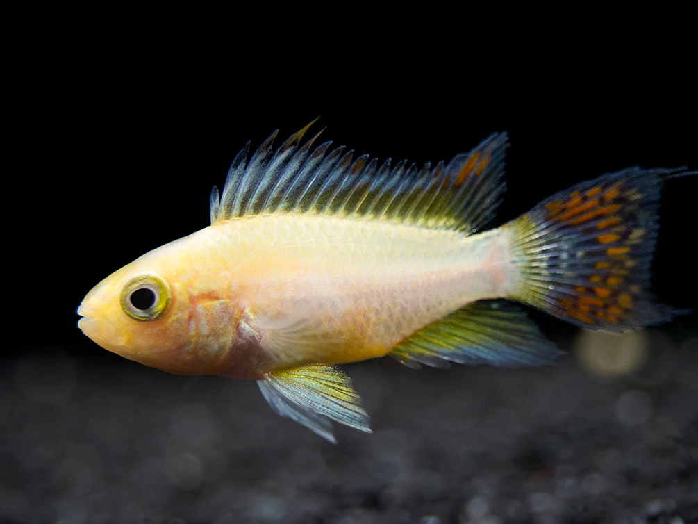 Platinum Double Red Cockatoo Dwarf Cichlid (Apistogramma cacatuoides) - TANK-BRED!!! - Nestor' Aquariums & Pets