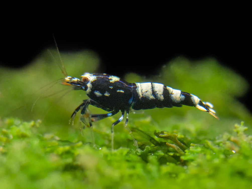Black Galaxy Pinto Shrimp (Caridina cantonensis, A Grade), Tank-Bred - Nestor' Aquariums & Pets