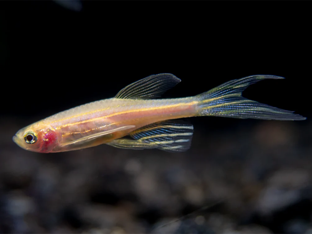 Longfin Golden Zebra Danio (Brachydanio rerio) - Tank Bred - Nestor' Aquariums & Pets