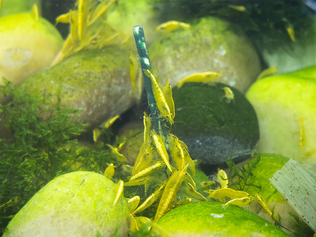 Shrimp Envy - Sample Pack - Nestor' Aquariums & Pets