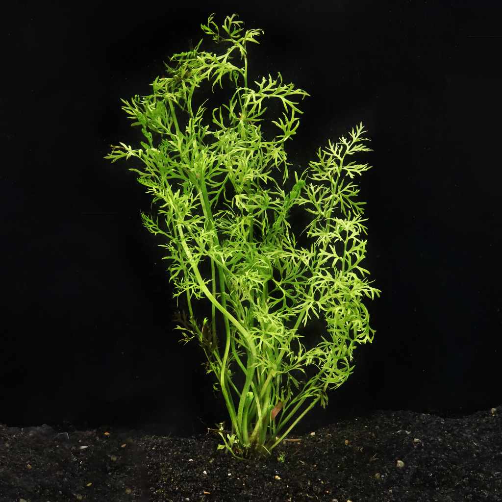 Water Sprite - Nestor' Aquariums & Pets