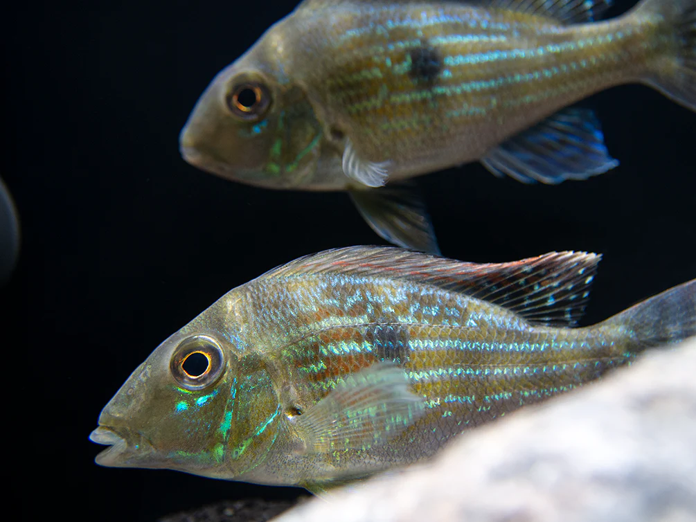 Sven's Eartheater Cichlid (Geophagus sveni), Tank-Bred! - Nestor' Aquariums & Pets