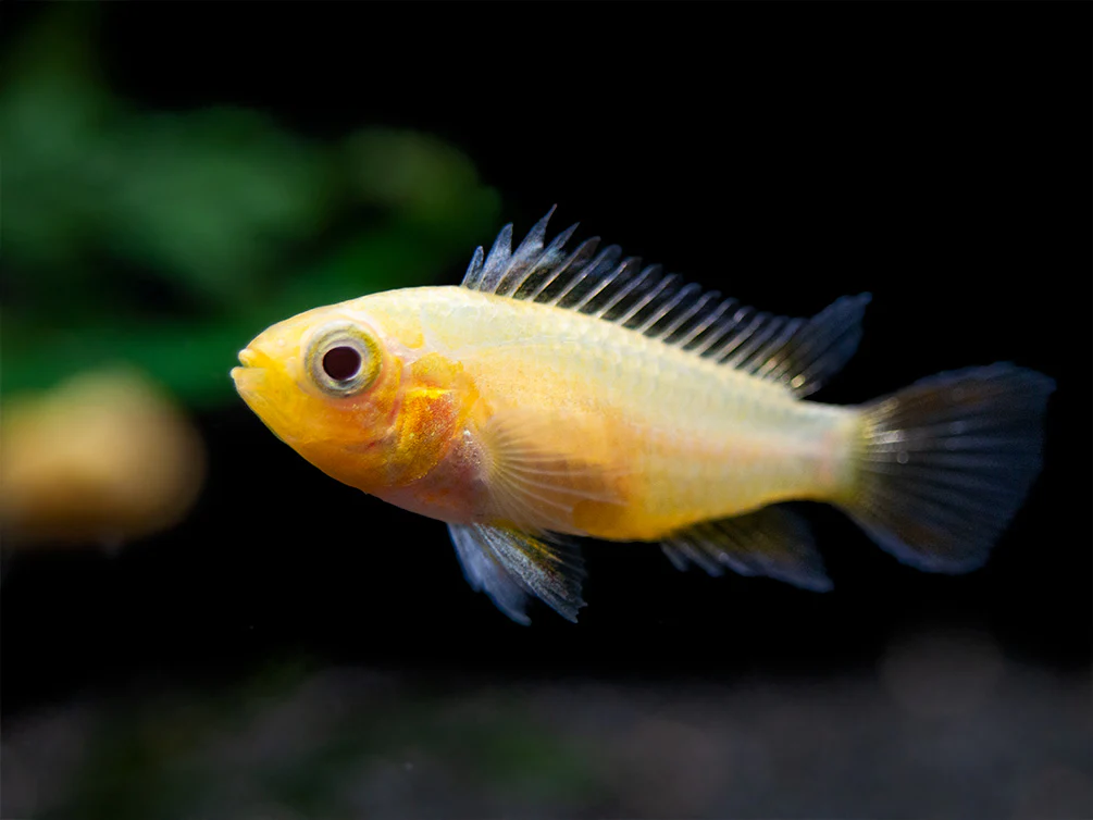 Platinum Double Red Cockatoo Dwarf Cichlid (Apistogramma cacatuoides) - TANK-BRED!!! - Nestor' Aquariums & Pets