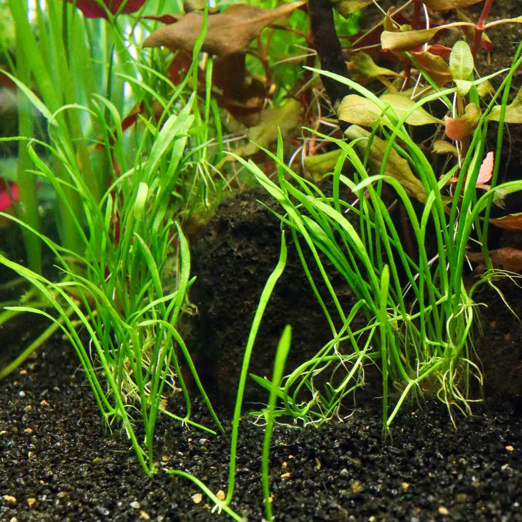 Micro Sword - Nestor' Aquariums & Pets