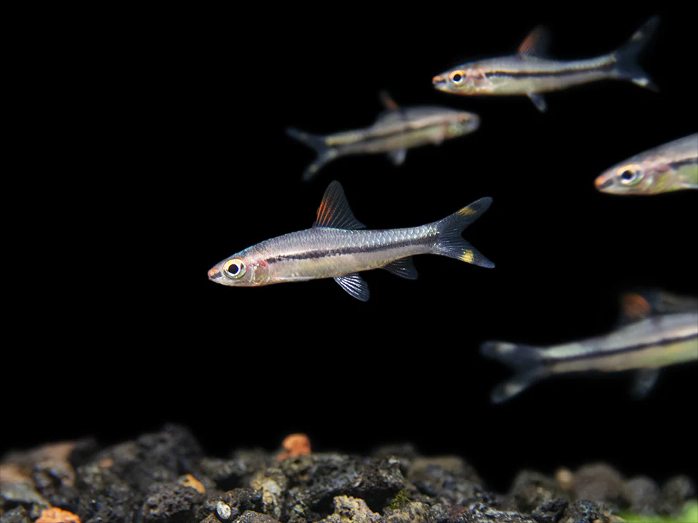 Denison’s Barb (Sahyadria denisonii), Tank-Bred - Nestor' Aquariums & Pets