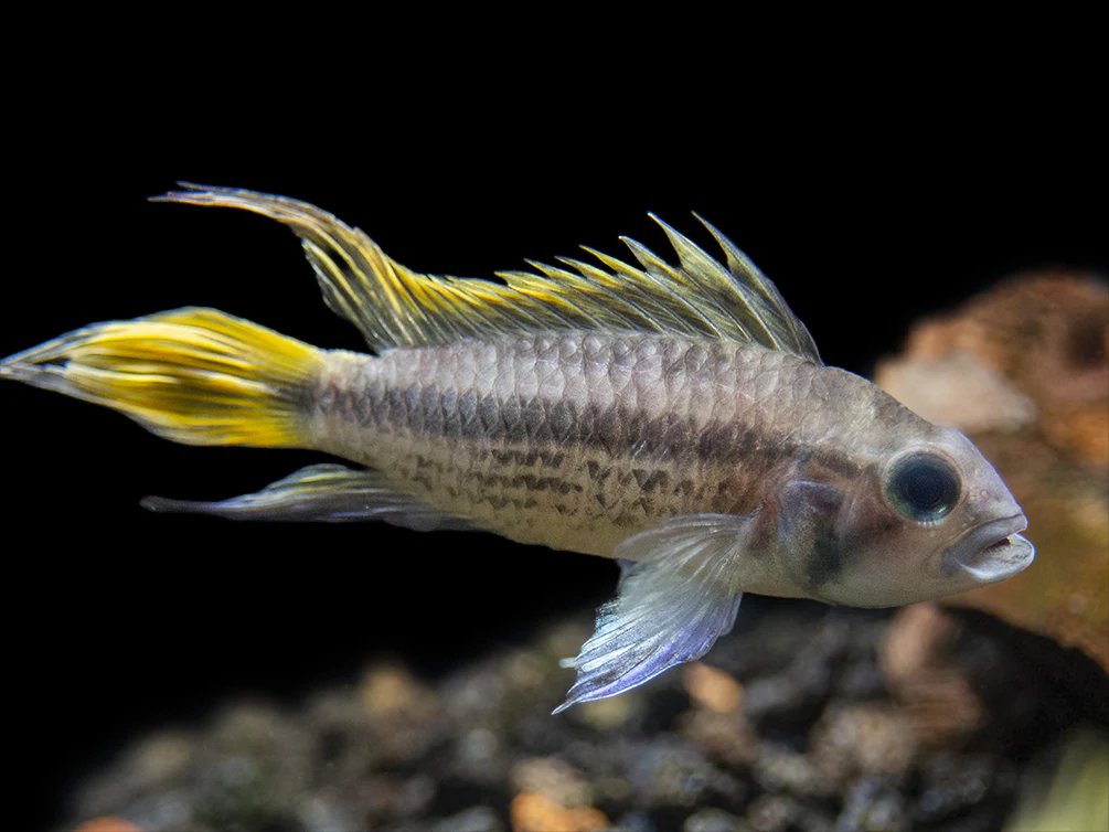 Yellow Flash Cockatoo Dwarf Cichlid (Apistogramma cacatuoides), Tank-Bred - Nestor' Aquariums & Pets
