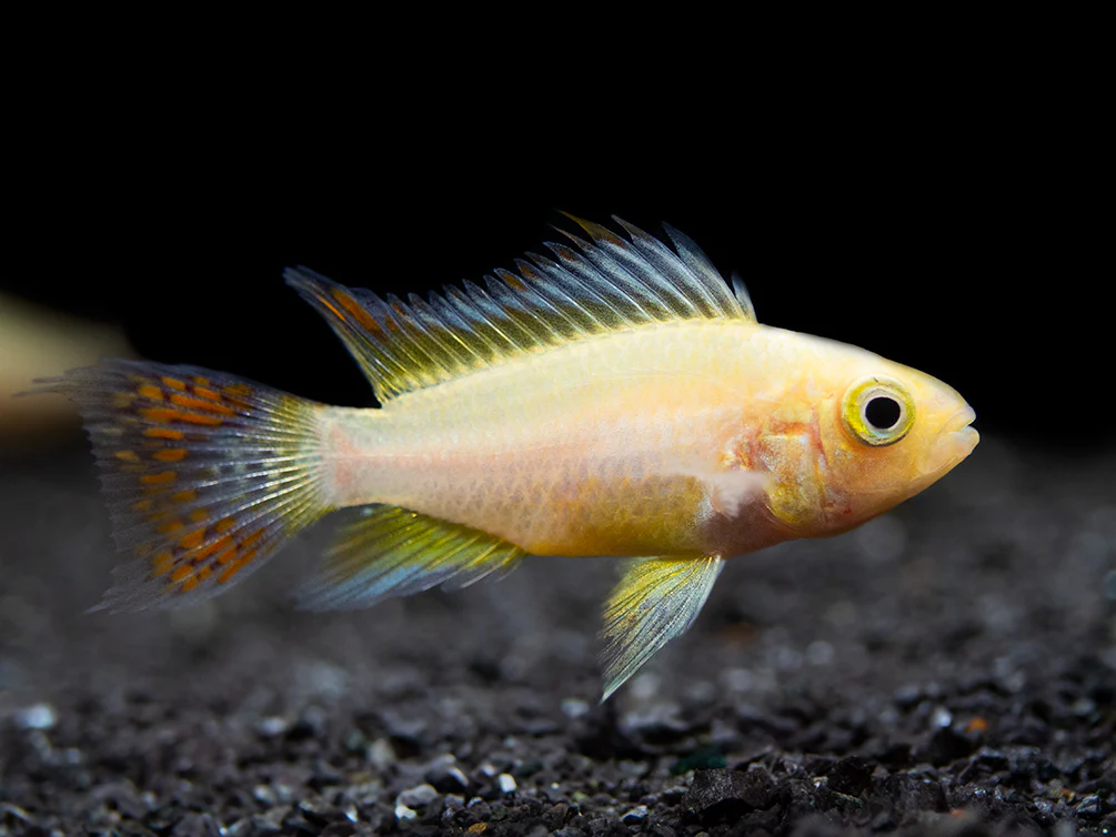 Platinum Double Red Cockatoo Dwarf Cichlid (Apistogramma cacatuoides) - TANK-BRED!!! - Nestor' Aquariums & Pets