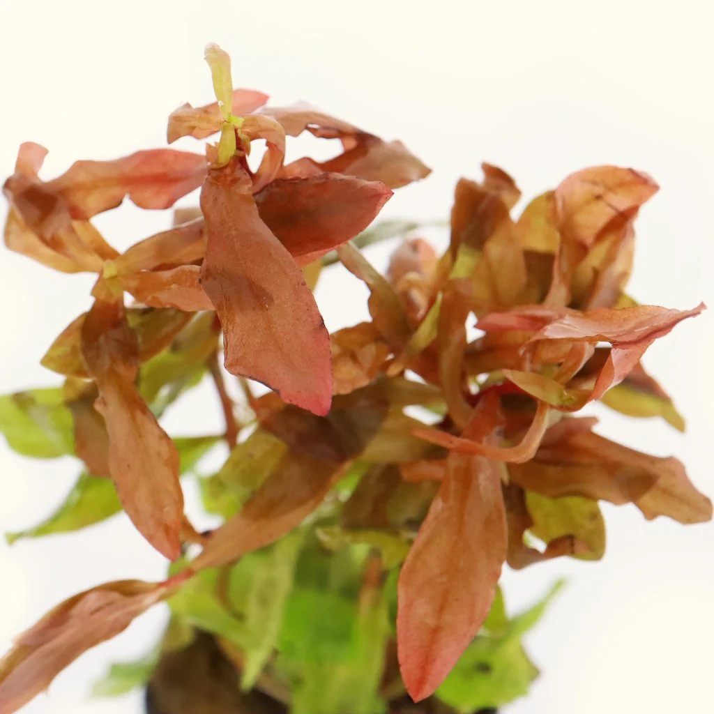 Ammannia Gracilis - Nestor' Aquariums & Pets