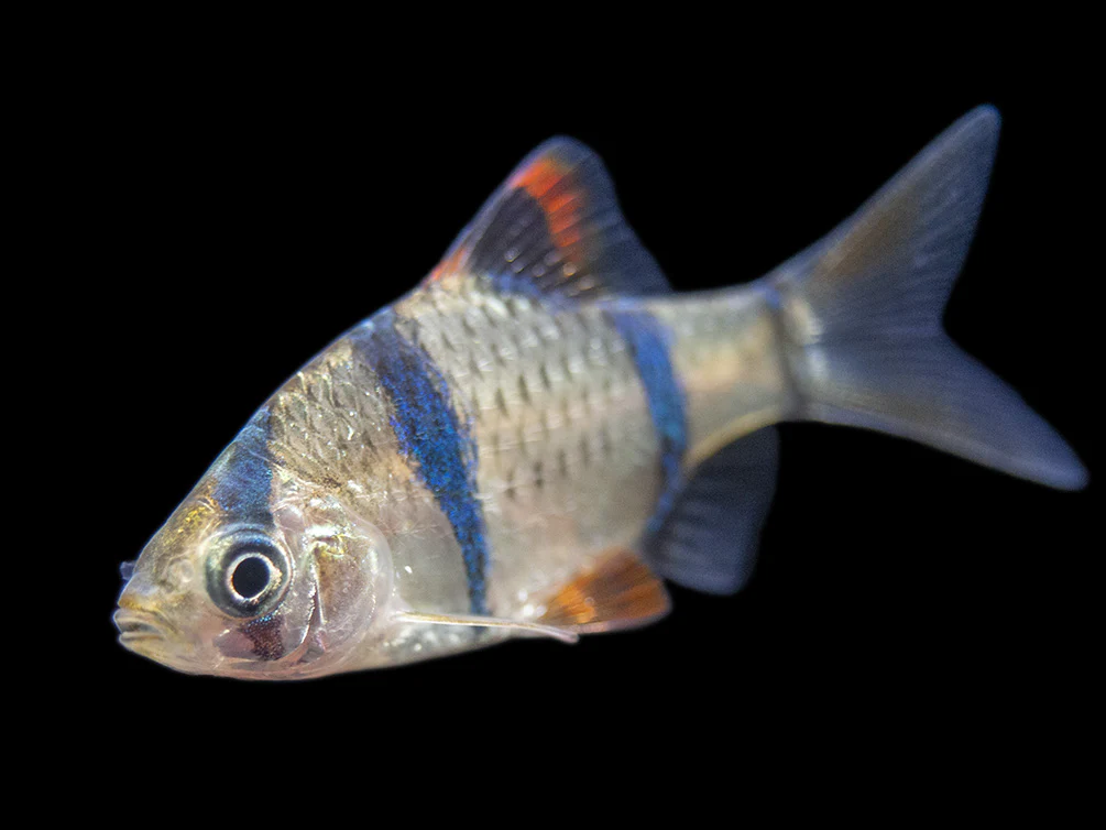 Tiger Barb (Puntigrus tetrazona), Tank-Bred - Nestor' Aquariums & Pets