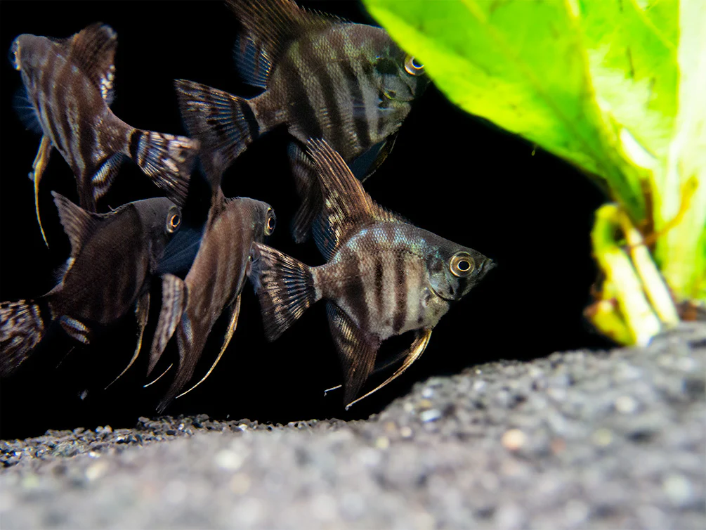 Black Zebra Angelfish (Pterophyllum scalare) - TANK-BRED! - Nestor' Aquariums & Pets