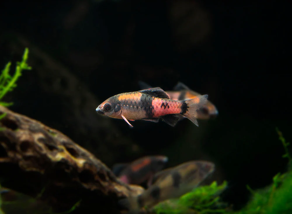 Red Panda AKA Melon Barb (Haludaria fasciata) - Nestor' Aquariums & Pets