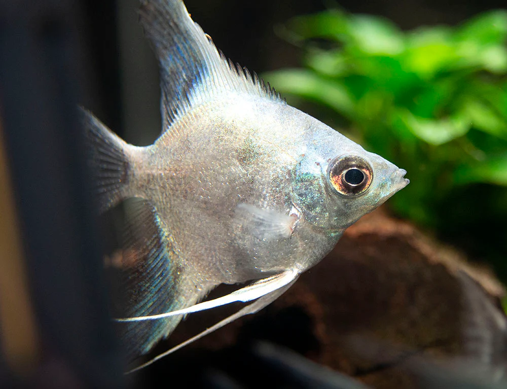 Avatar Turkey Green Angelfish (Pterophyllum scalare 