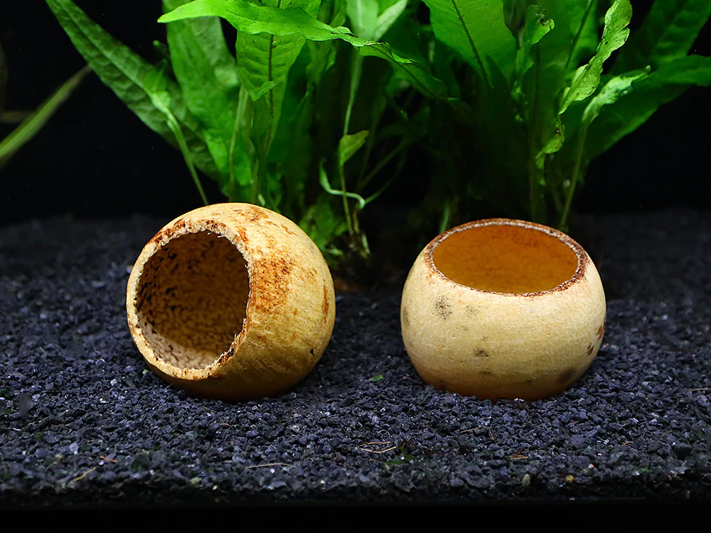 Aquatic Arts Beal Pods (Aegle marmelos) — Dried Botanicals - Nestor' Aquariums & Pets