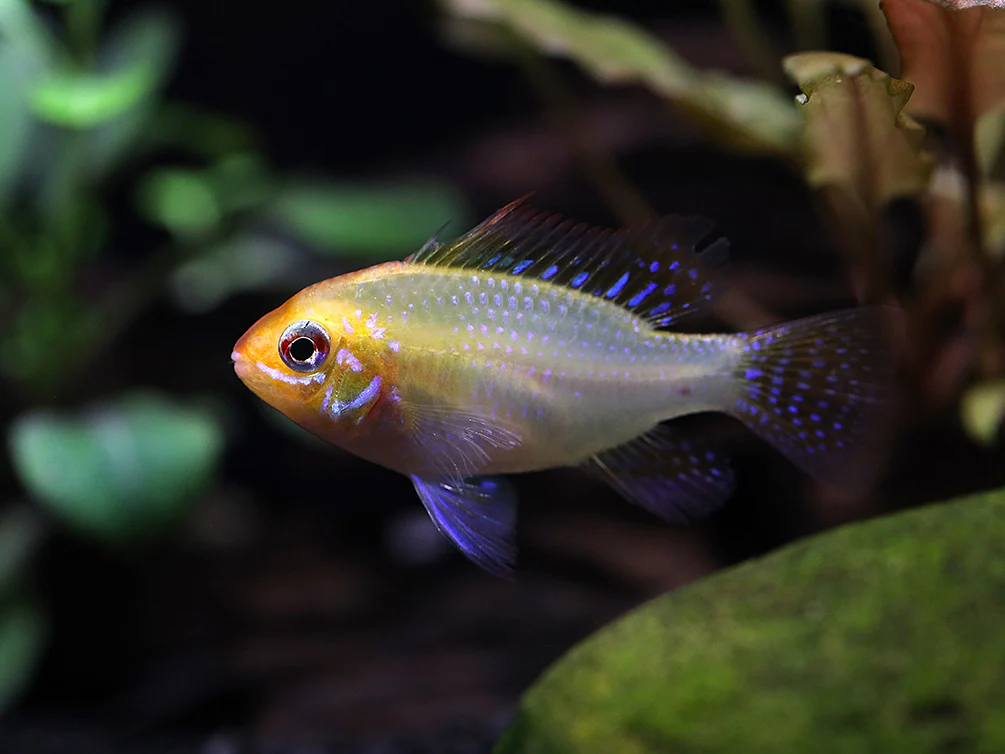 Gold Face Electric Blue Ram Cichlid (Mikrogeophagus ramirezi 