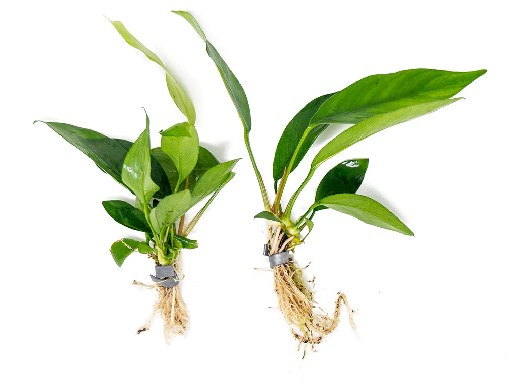 Anubias Nancon (Anubias barteri 