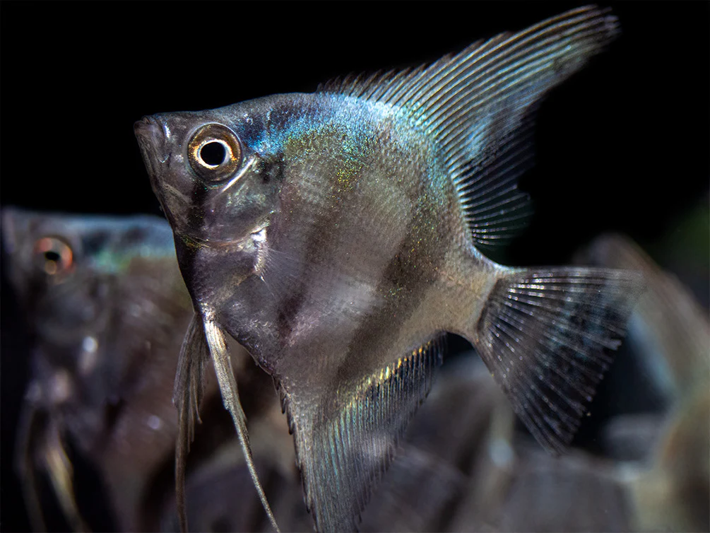 Blue Diamond Angelfish (Pterophyllum scalare) - Tank-Bred! - Nestor' Aquariums & Pets