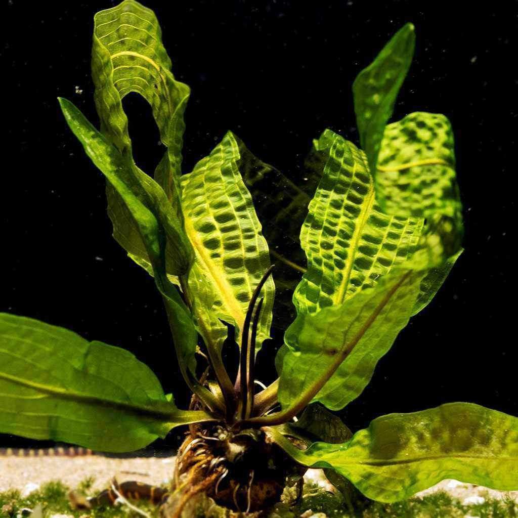 Aponogeton Boivinianus - Nestor' Aquariums & Pets