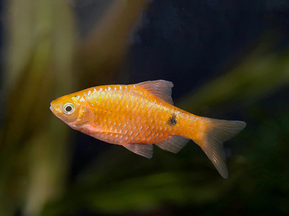 Rosy Barb (Puntius conchonius) – Tank Bred - Nestor' Aquariums & Pets