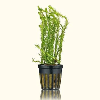 Mayaca Fluviatilis - Nestor' Aquariums & Pets