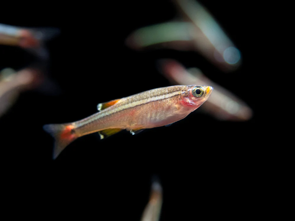 White Cloud Mountain Minnow (Tanichthys albonubes), Tank-Bred - Nestor' Aquariums & Pets